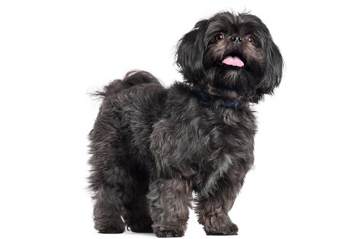 Lhasa Apso