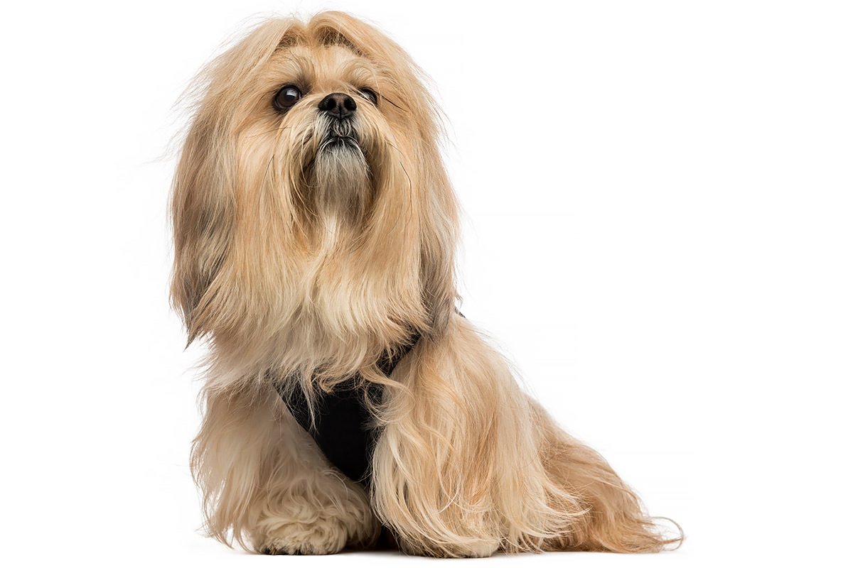 Lhasa Apso