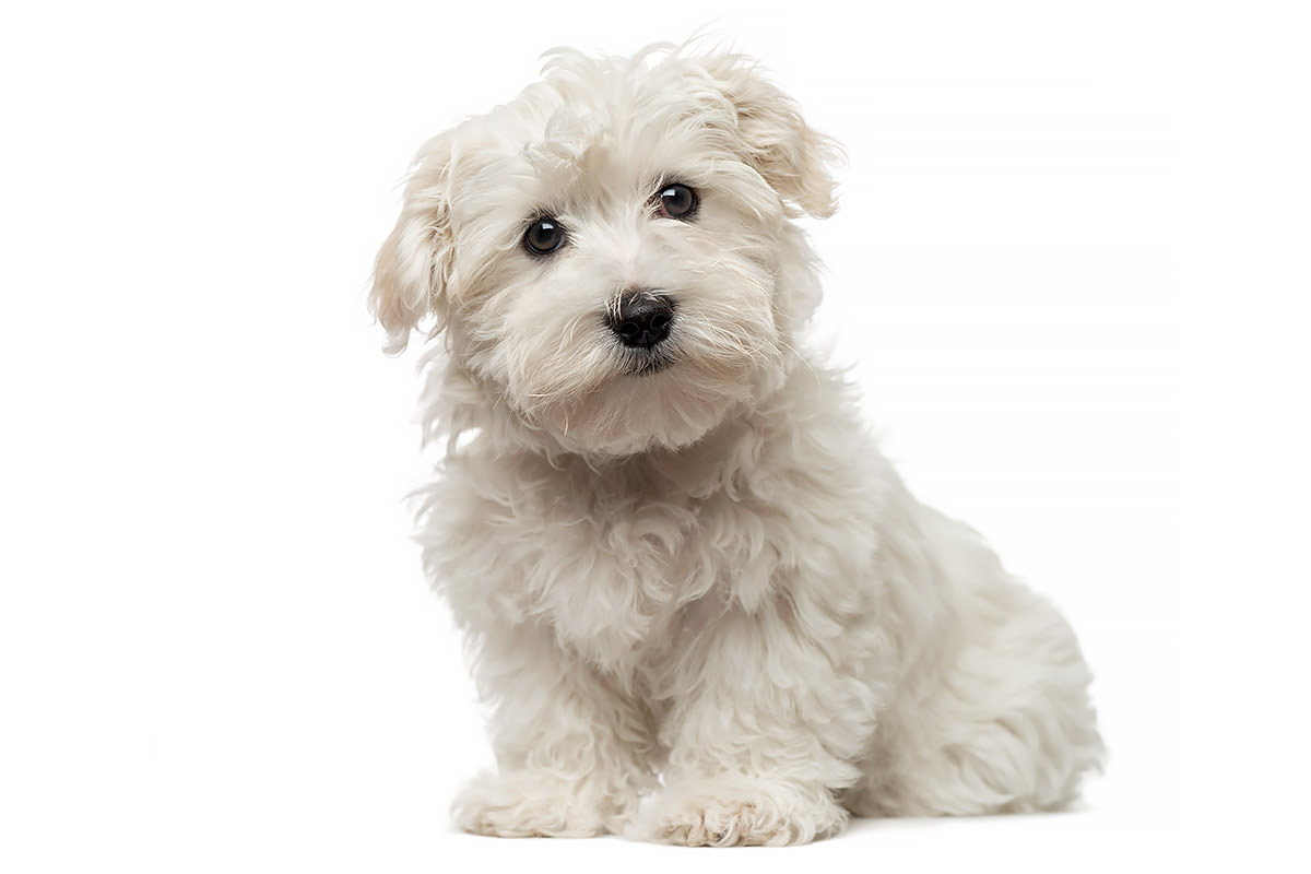 Maltese