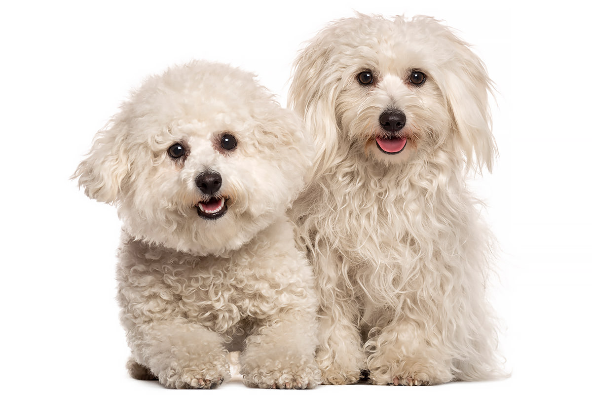 Maltese