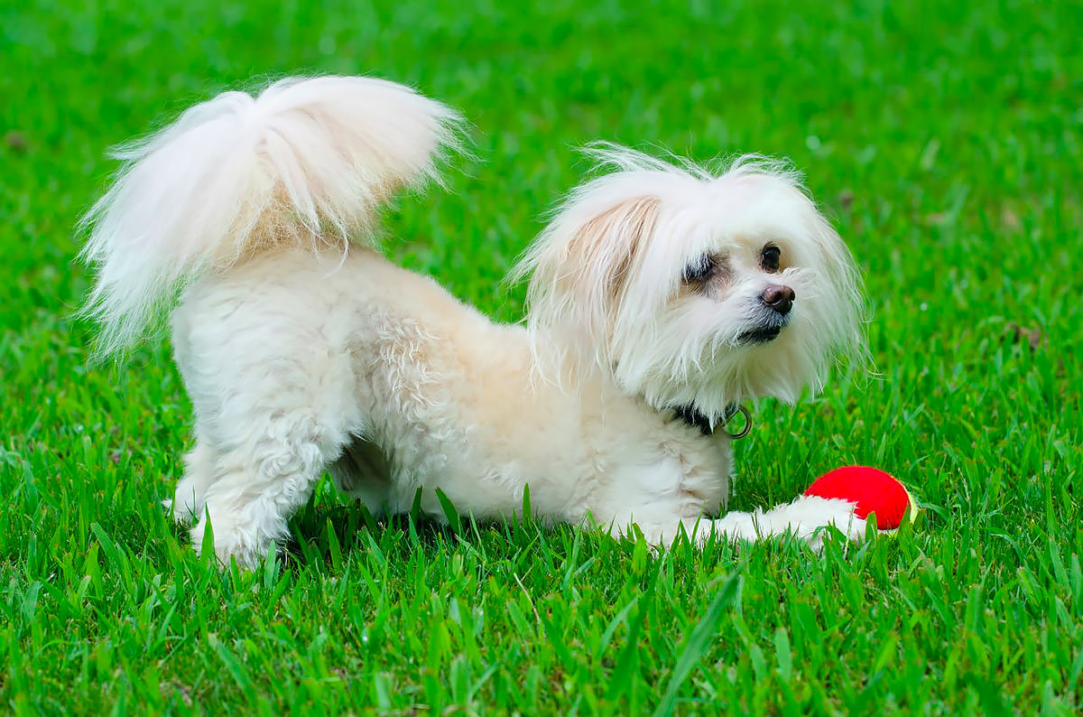 Maltipoo