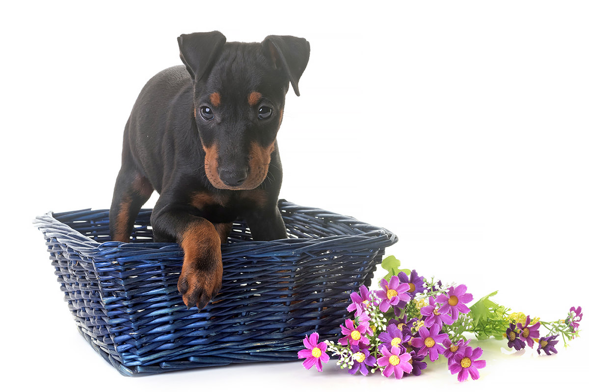 Manchester Terrier