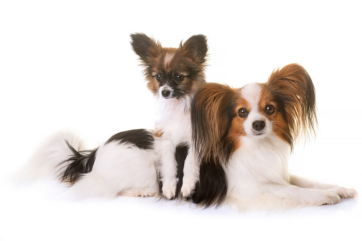Papillon