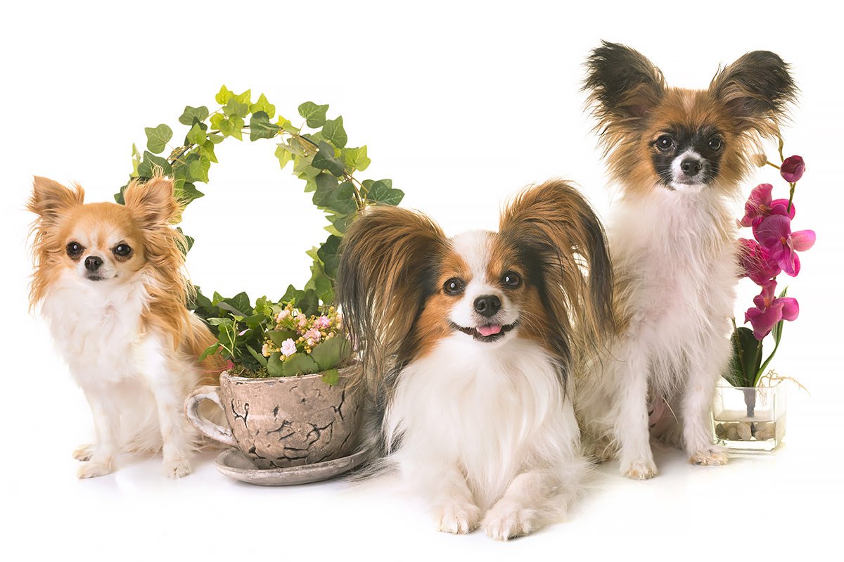 Papillon