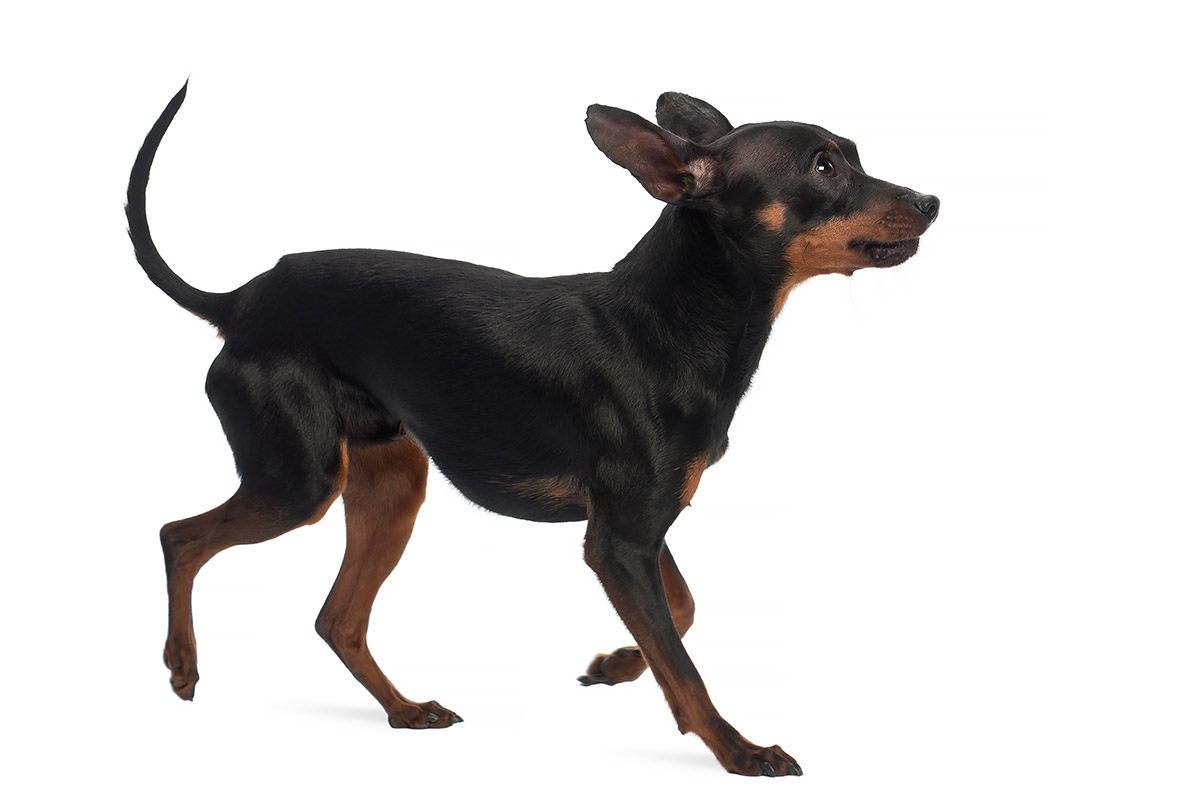 Pinscher nano
