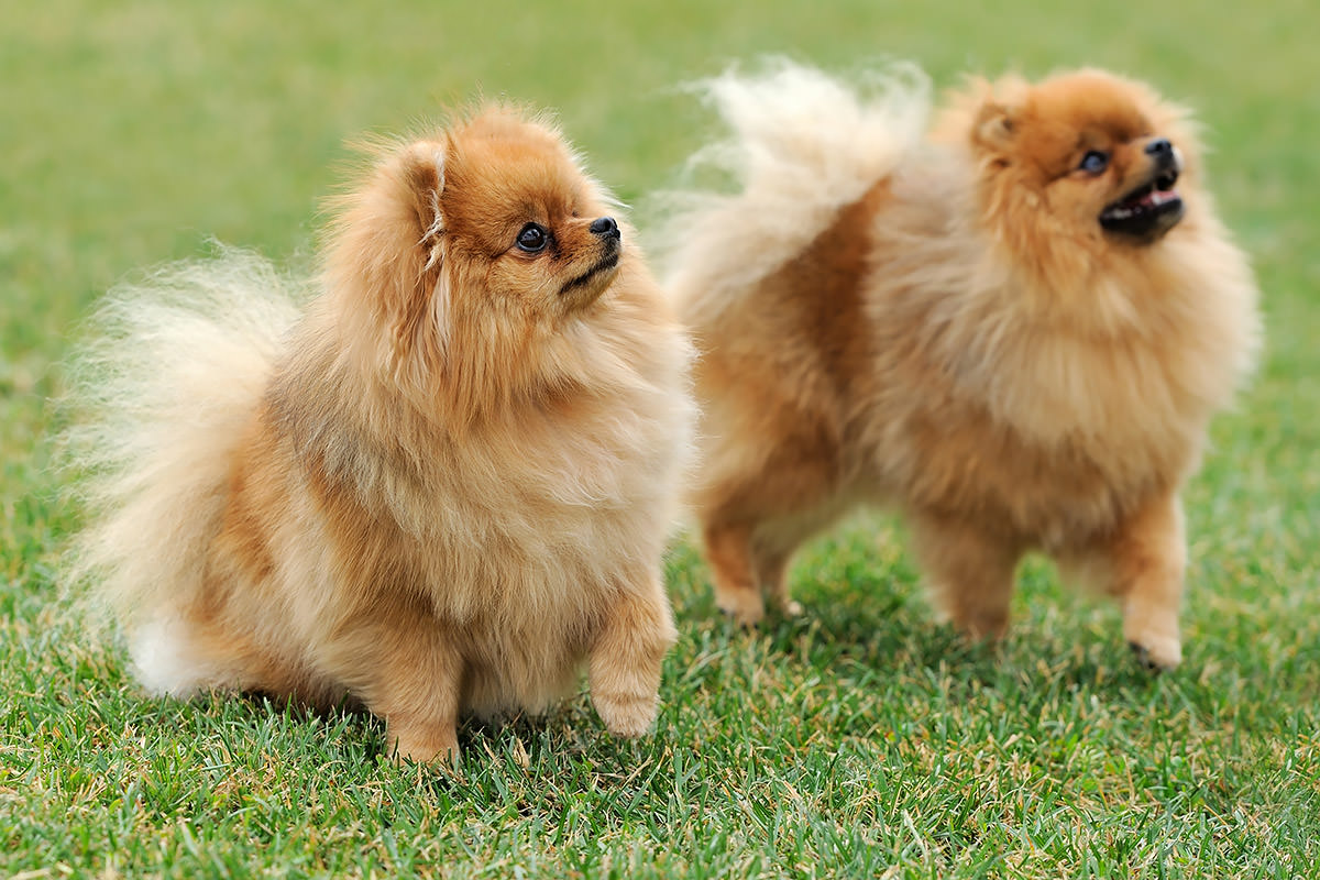 Pomerania