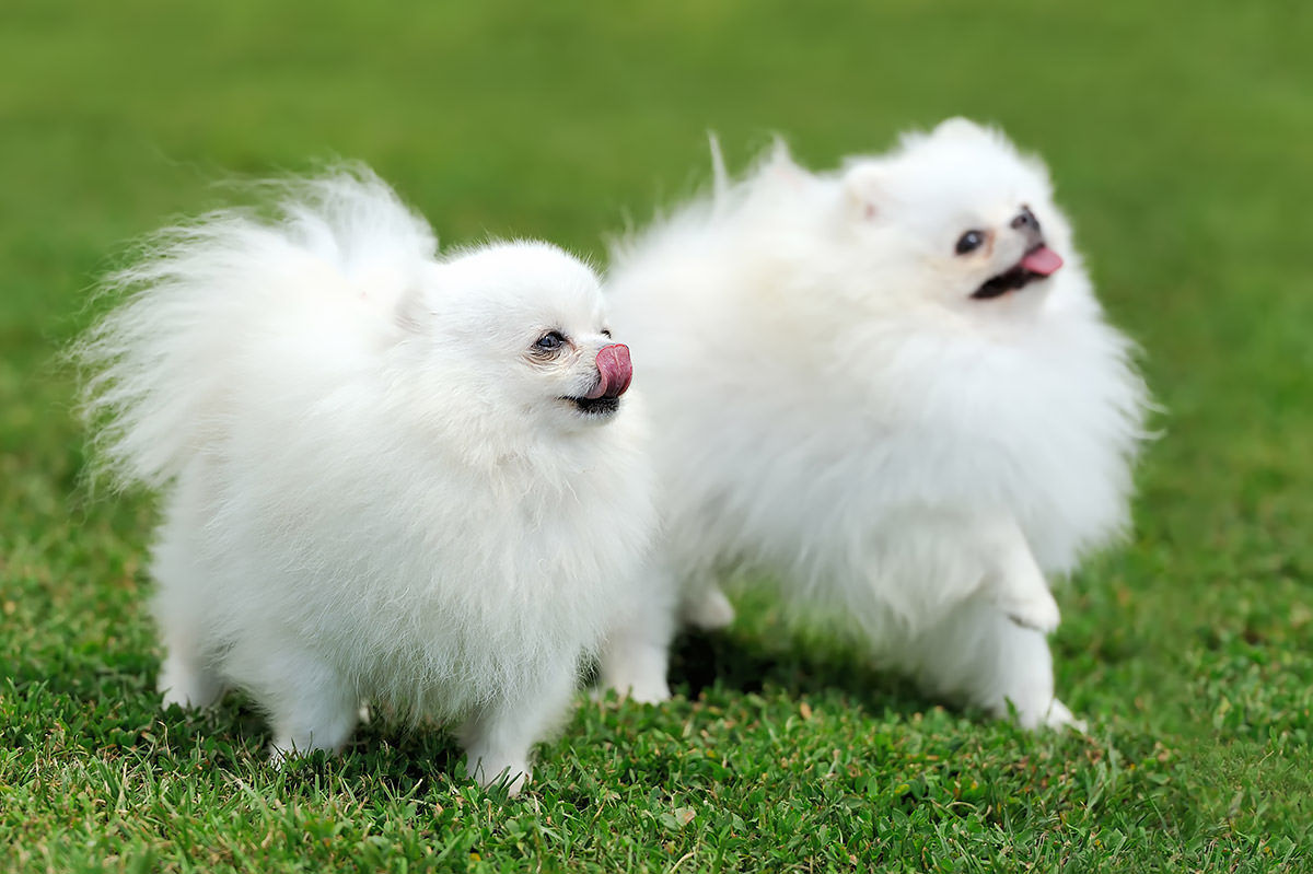 Pomerania