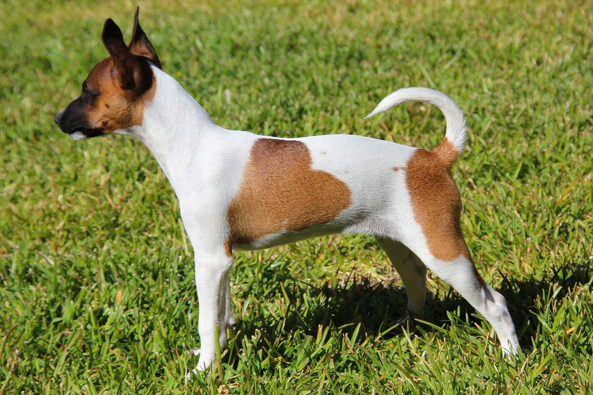 Rat Terrier