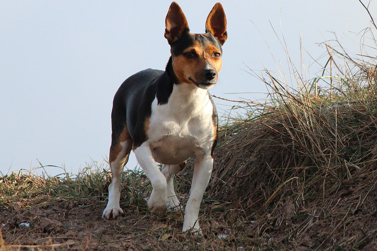 Rat Terrier