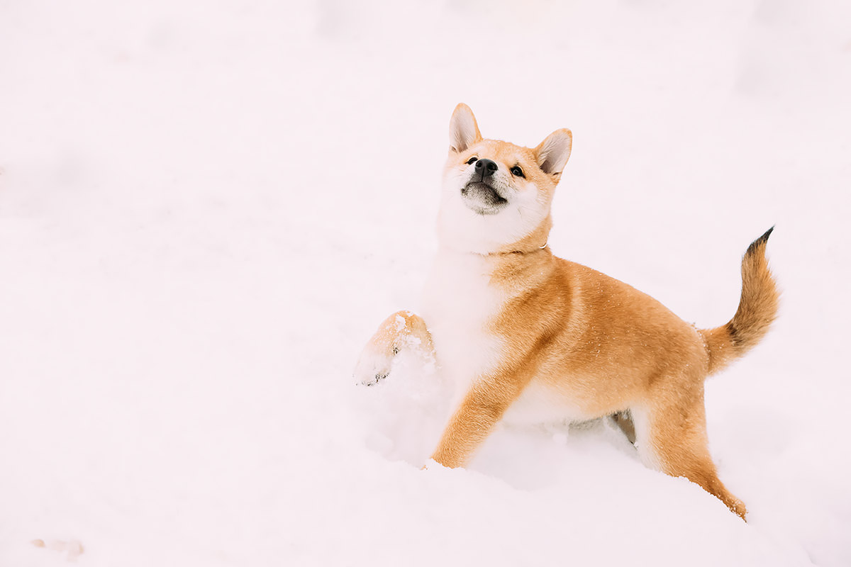 Shiba Inu