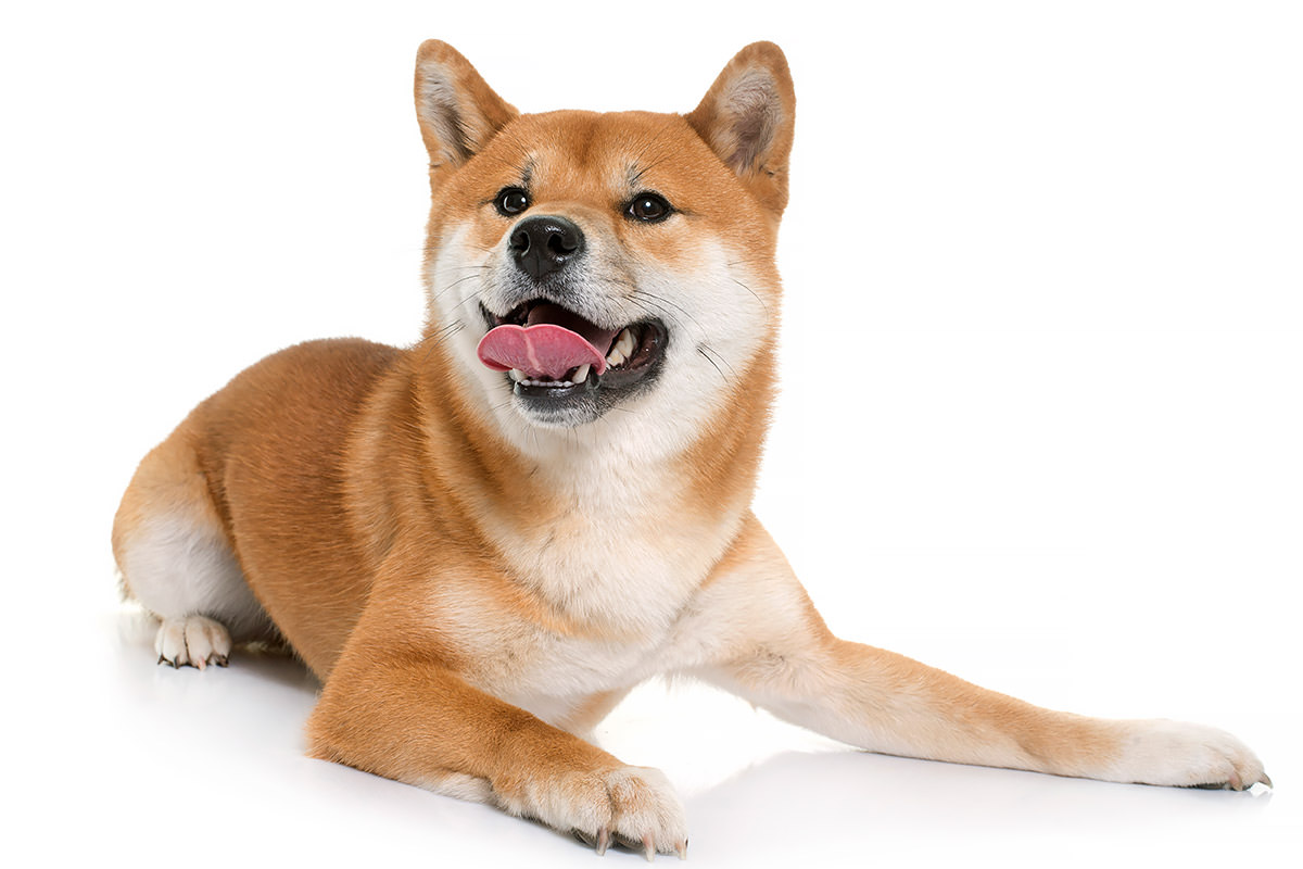 Shiba Inu
