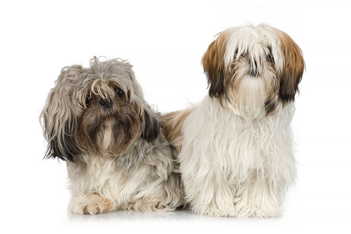 Shih Tzu