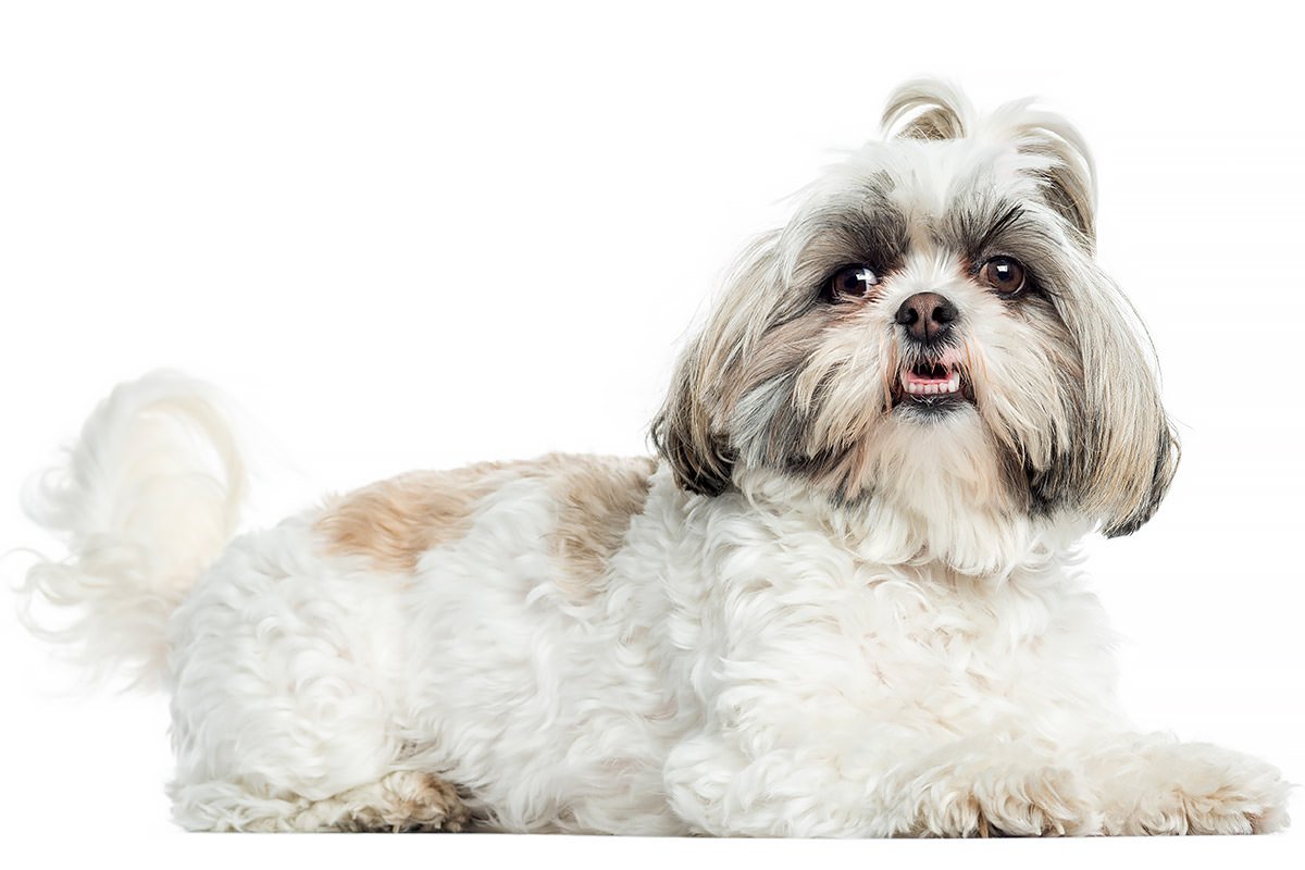 Shih Tzu