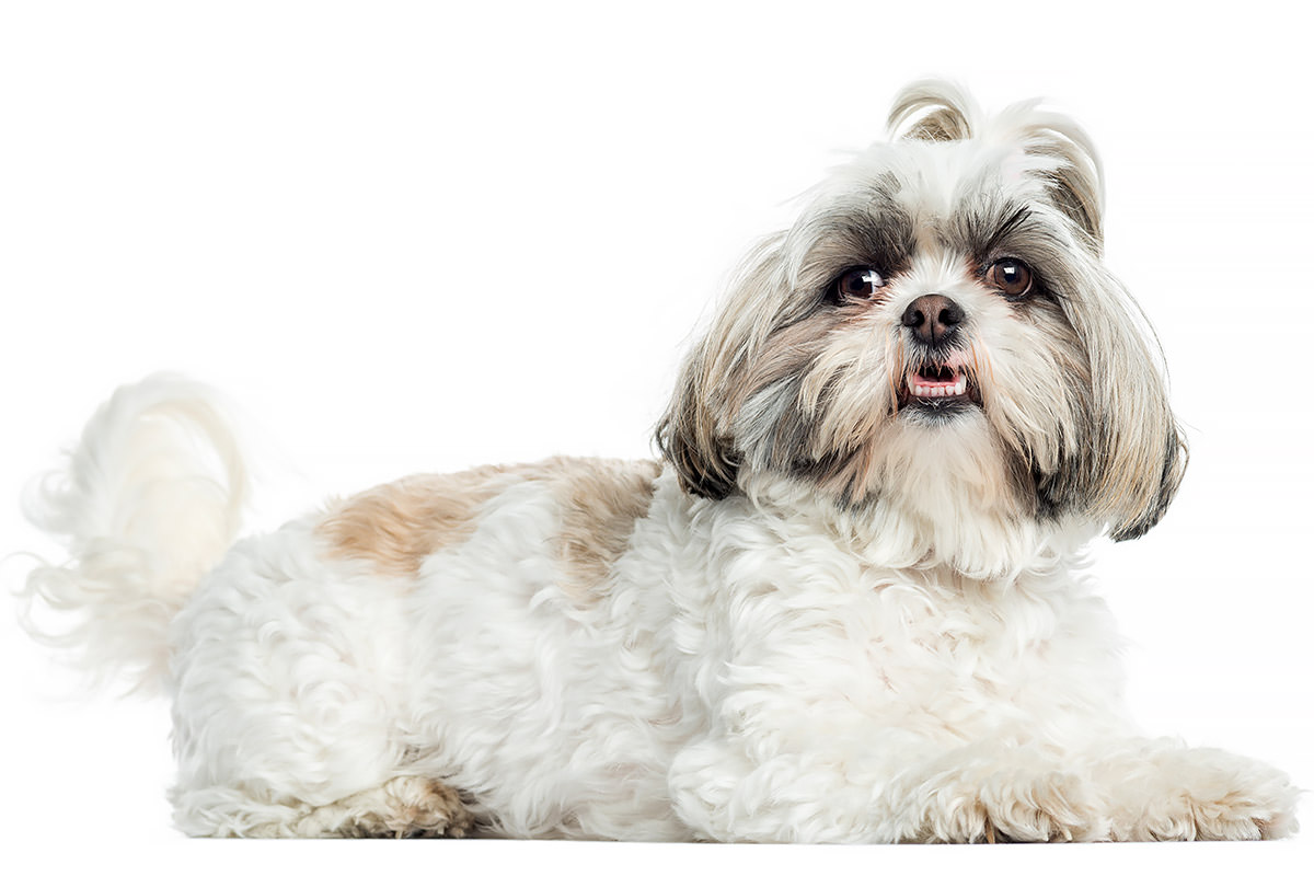 Shih Tzu