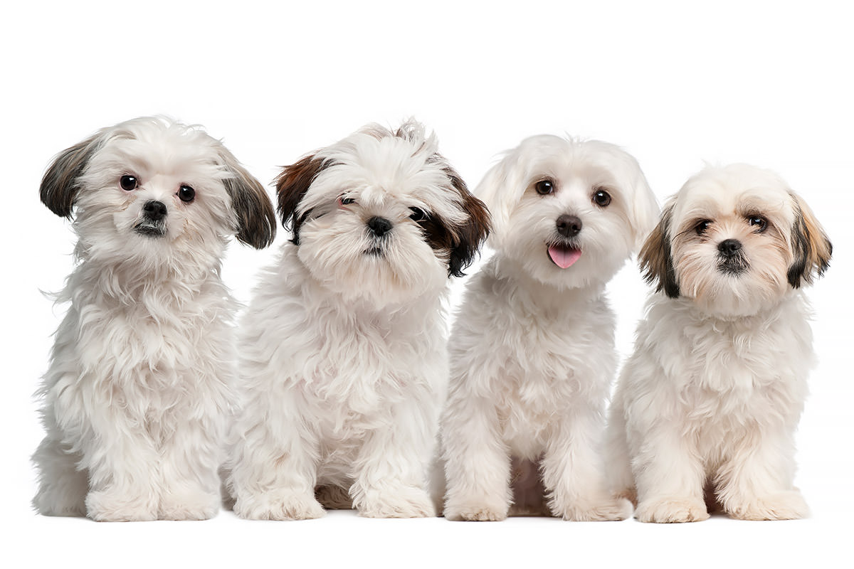 Shih Tzu Maltese