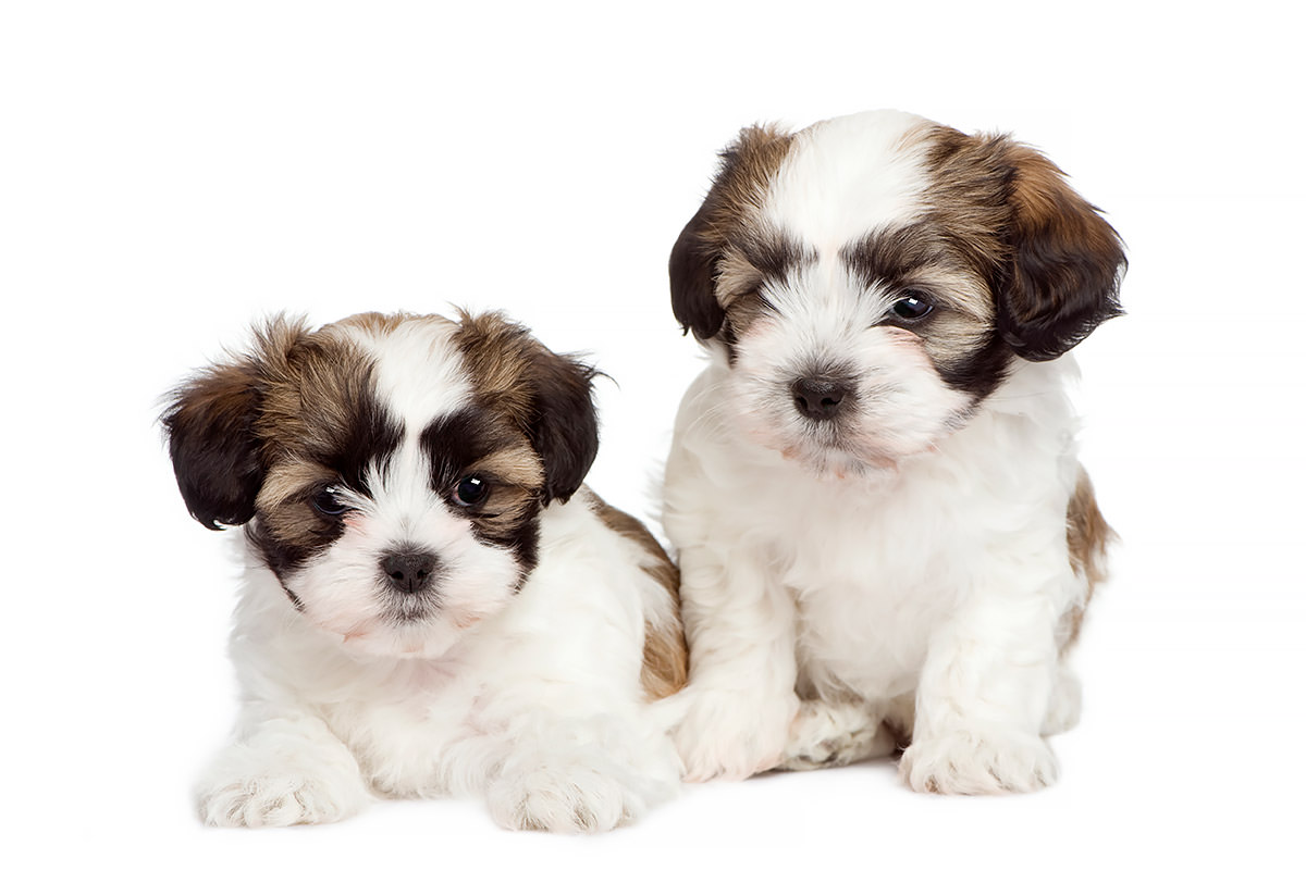 Shih Tzu Maltese