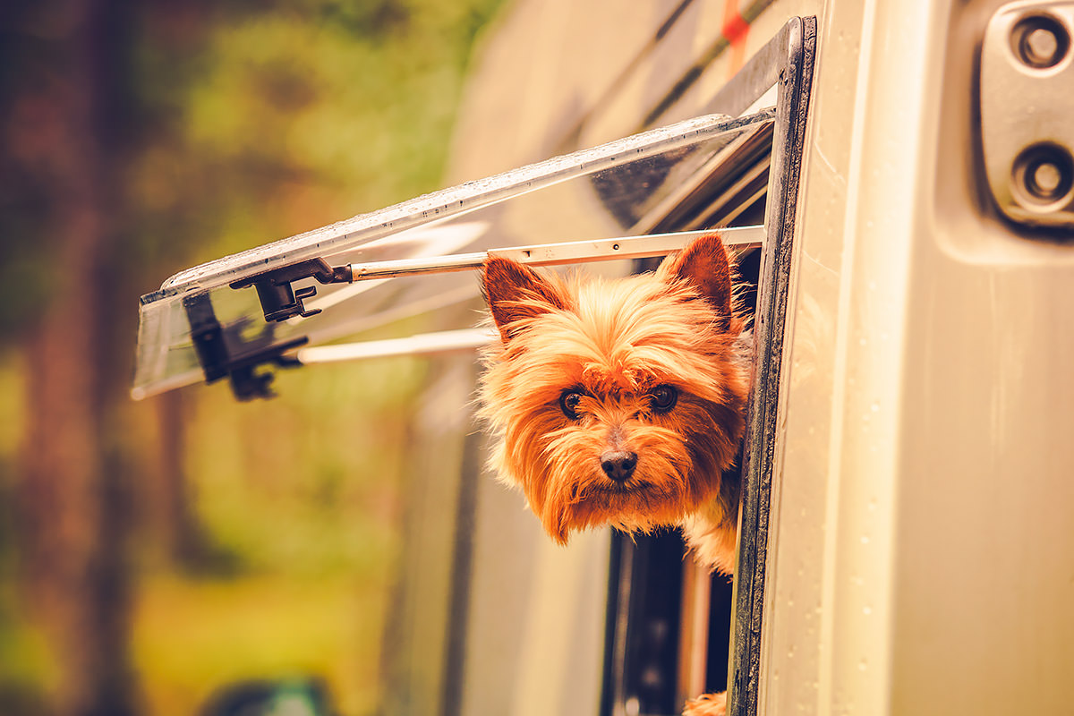 Silky Terrier