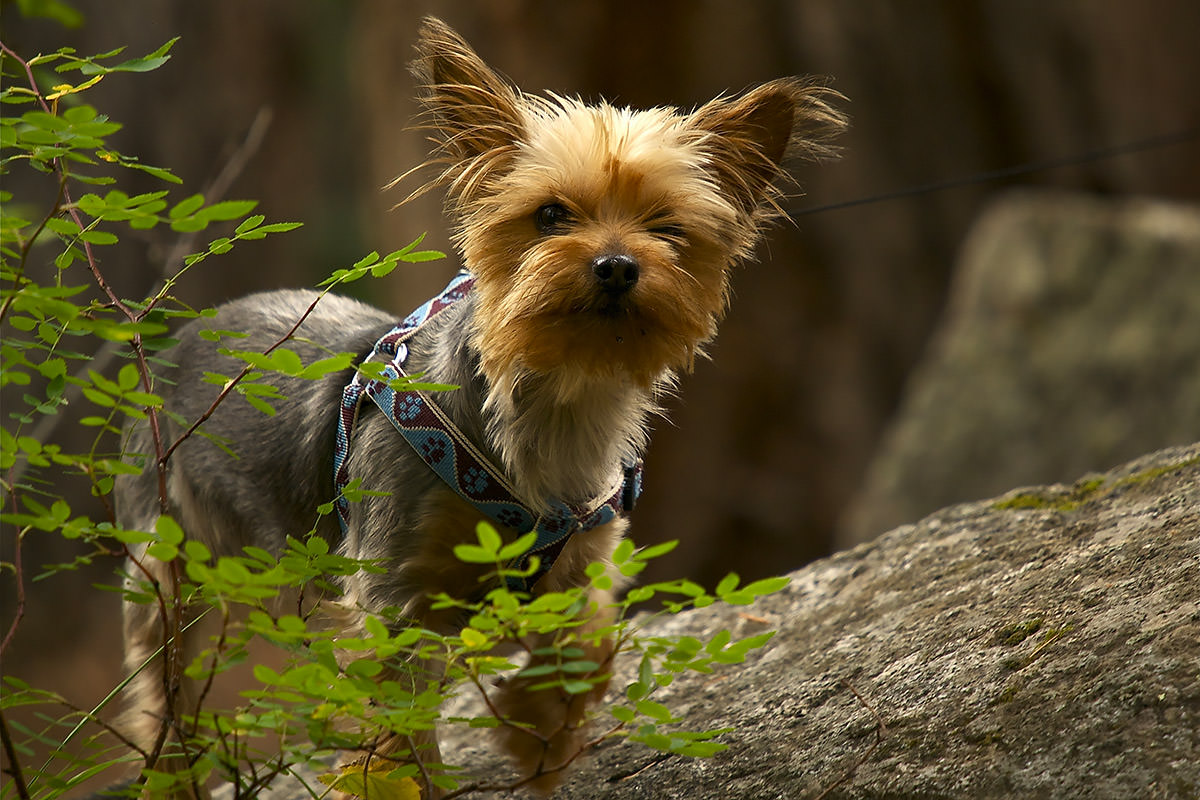 Silky Terrier