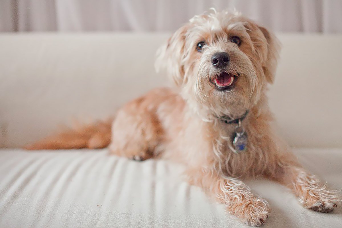 Yorkipoo