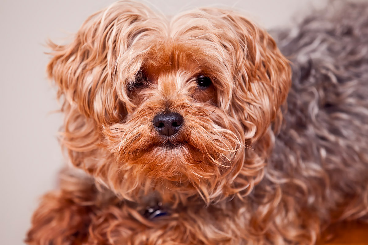 Yorkipoo