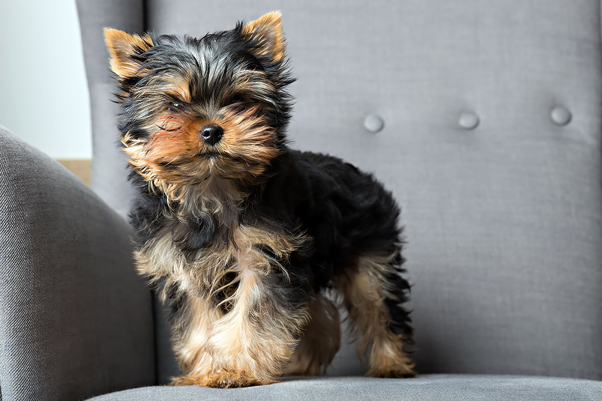 Yorkshire Terrier