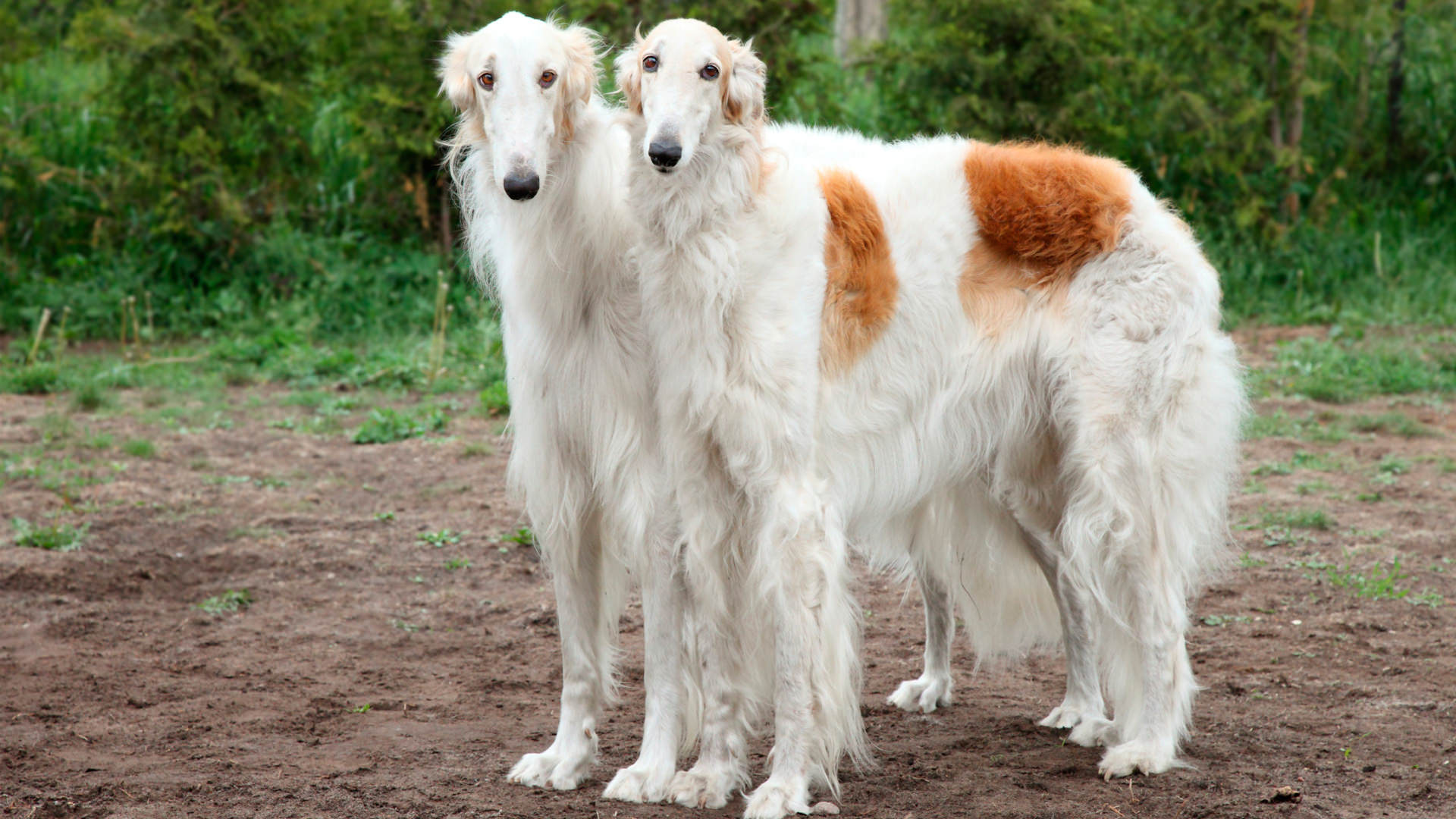 Borzoi O Levriero Russo Caratteristiche E Fatti Interessanti Petyoo Borzoi O Levriero Russo Caratteristiche E Fatti Interessanti Petyoo