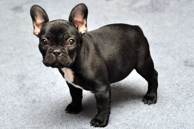 bulldog francese