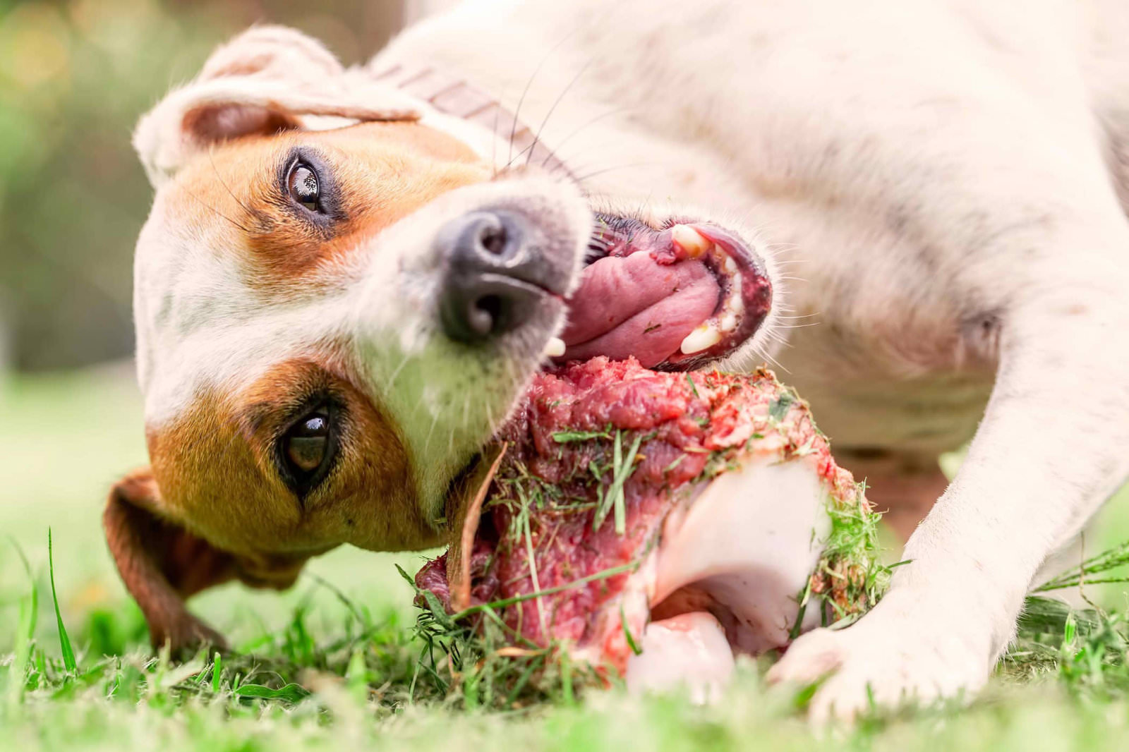 ossa per cani