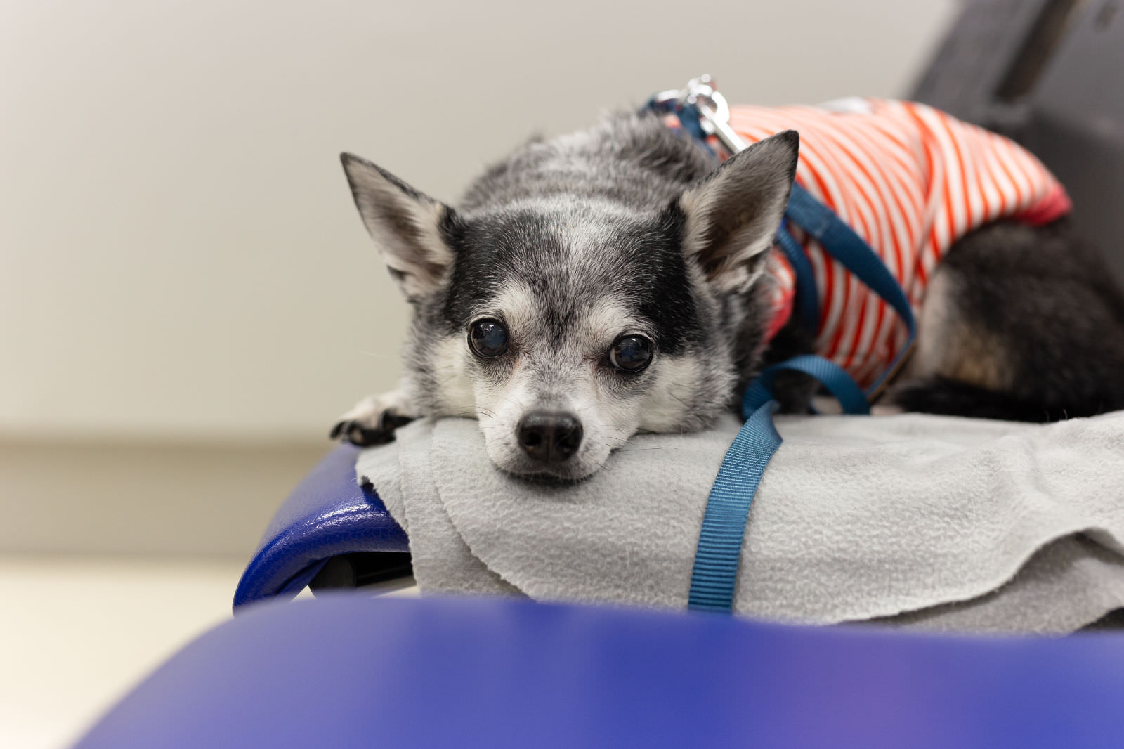 cane dal veterinario