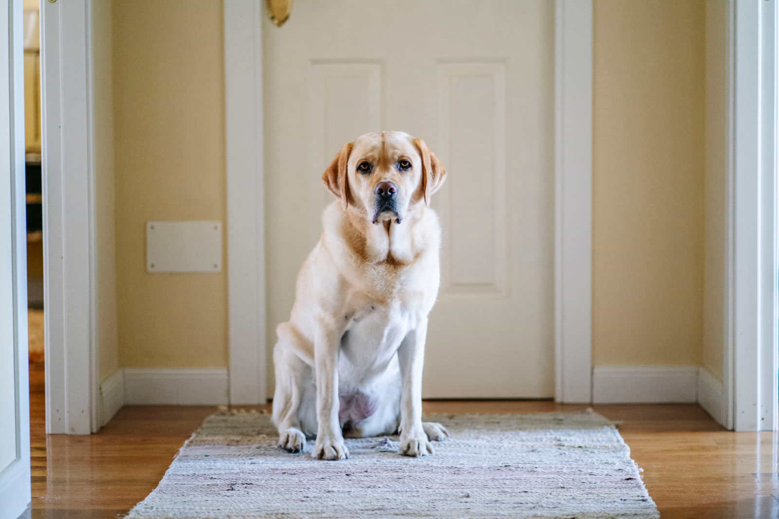 cane con nessun interesse