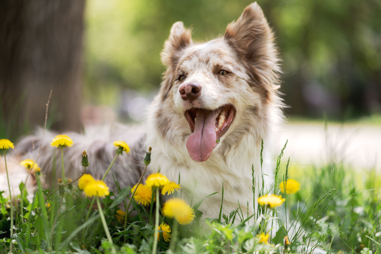 cane seduto nel parco