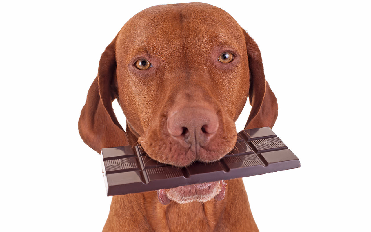 Cane che mangia il cioccolato