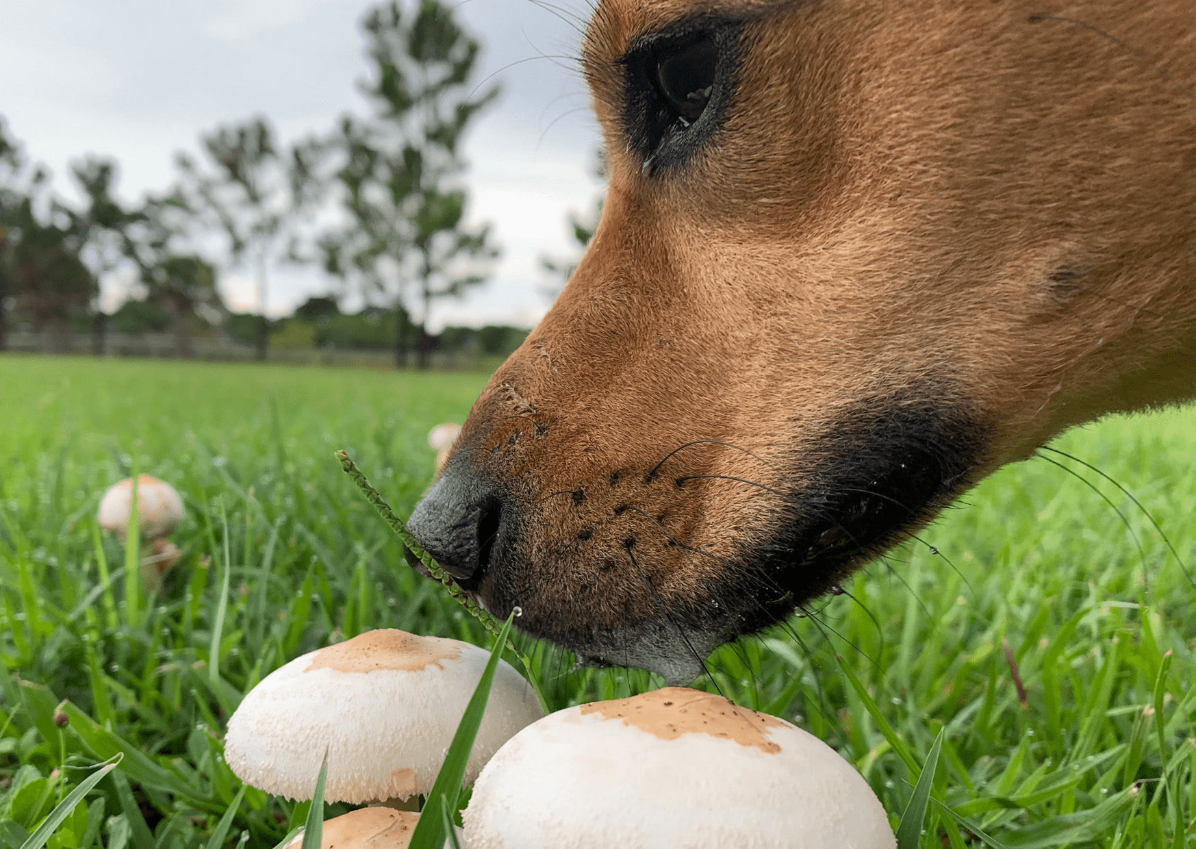 Cane mangia funghi