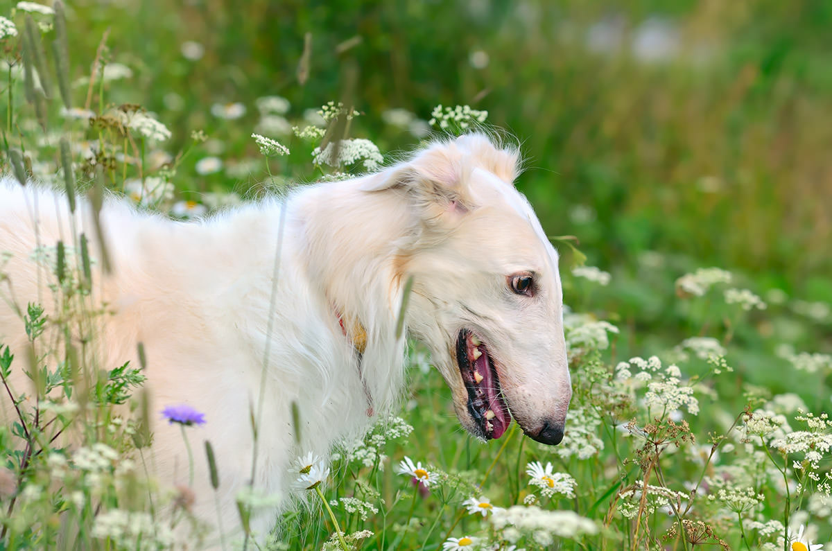 Allergie da inalazione nei cani