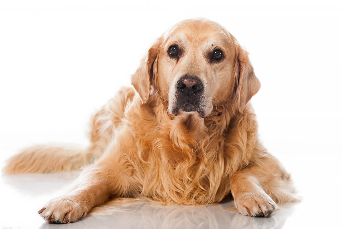 Impostare la dieta per i cani che soffrono d'artrite