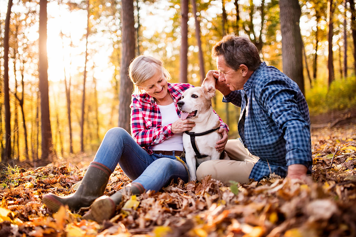 cane in autunno