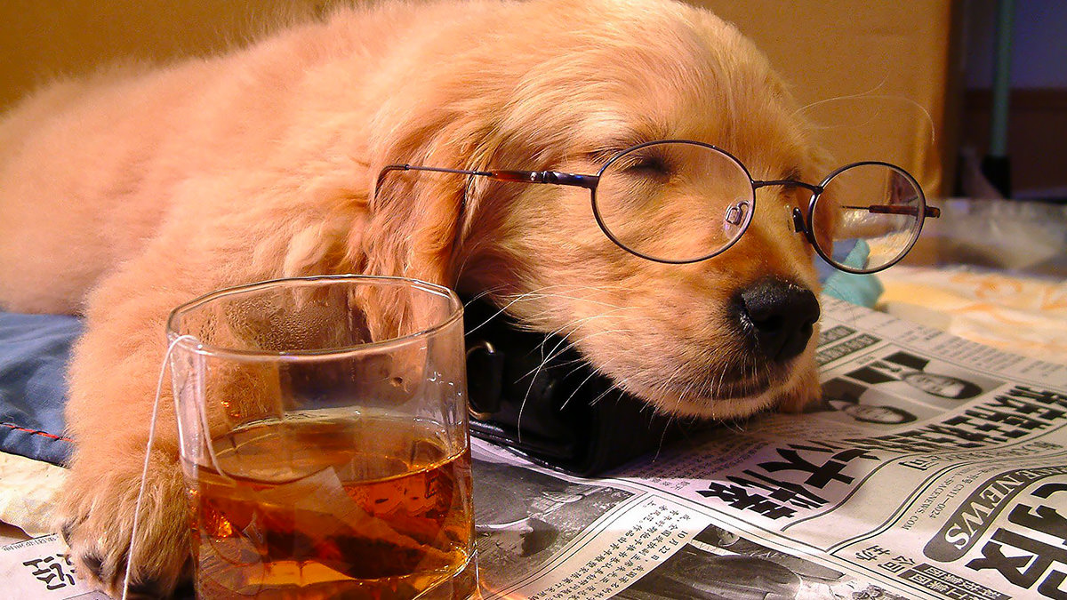 cane beve alcool