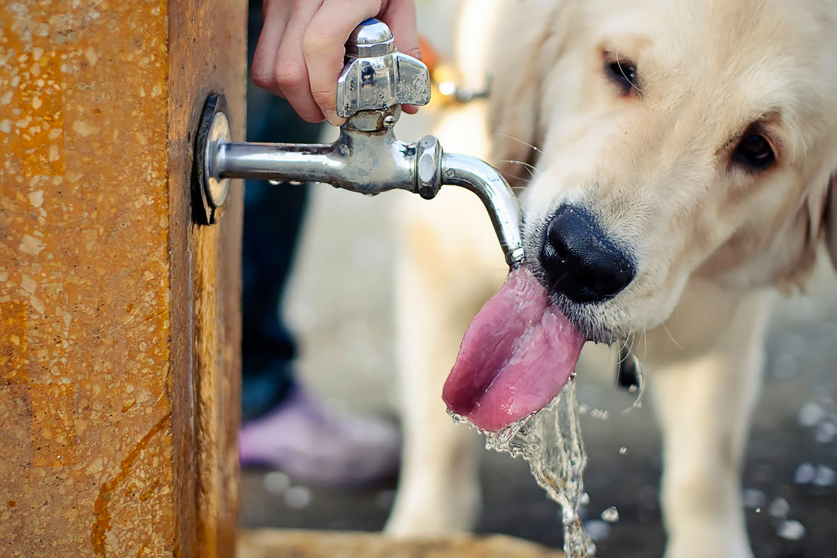 cane beve tanta acqua