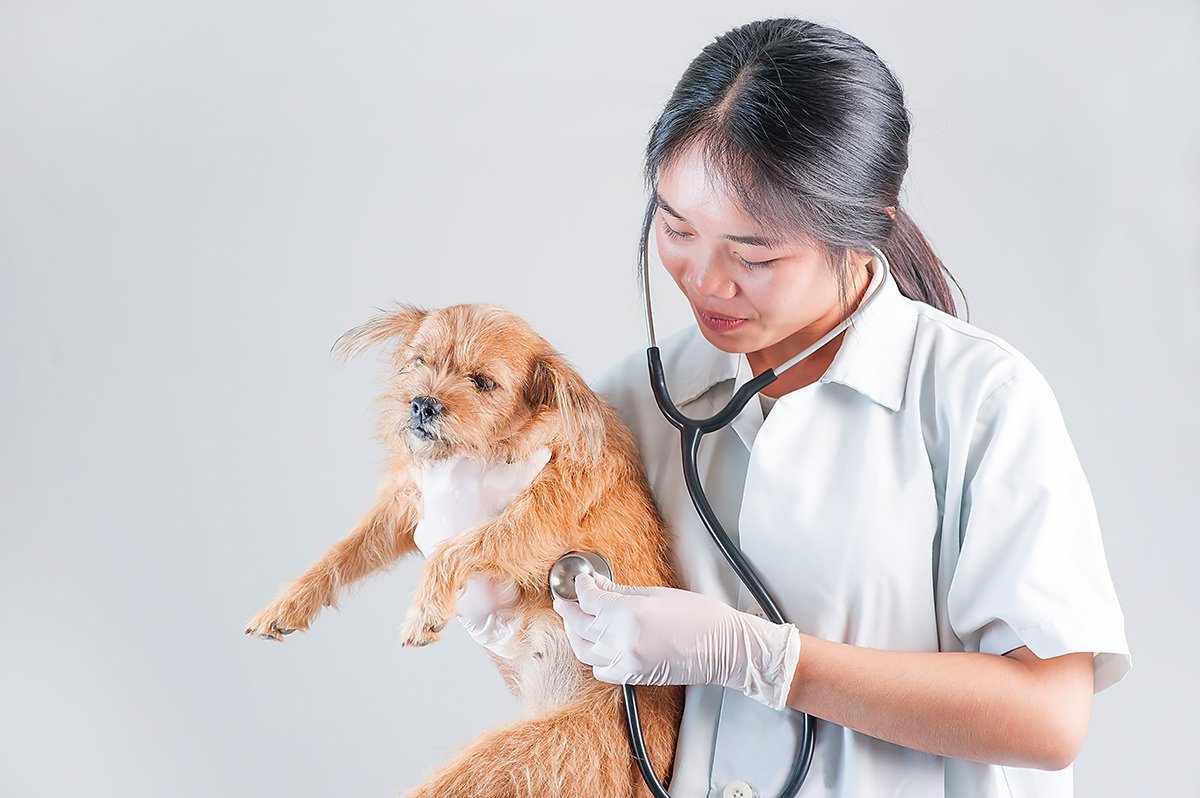 cane con colite dal veterinario