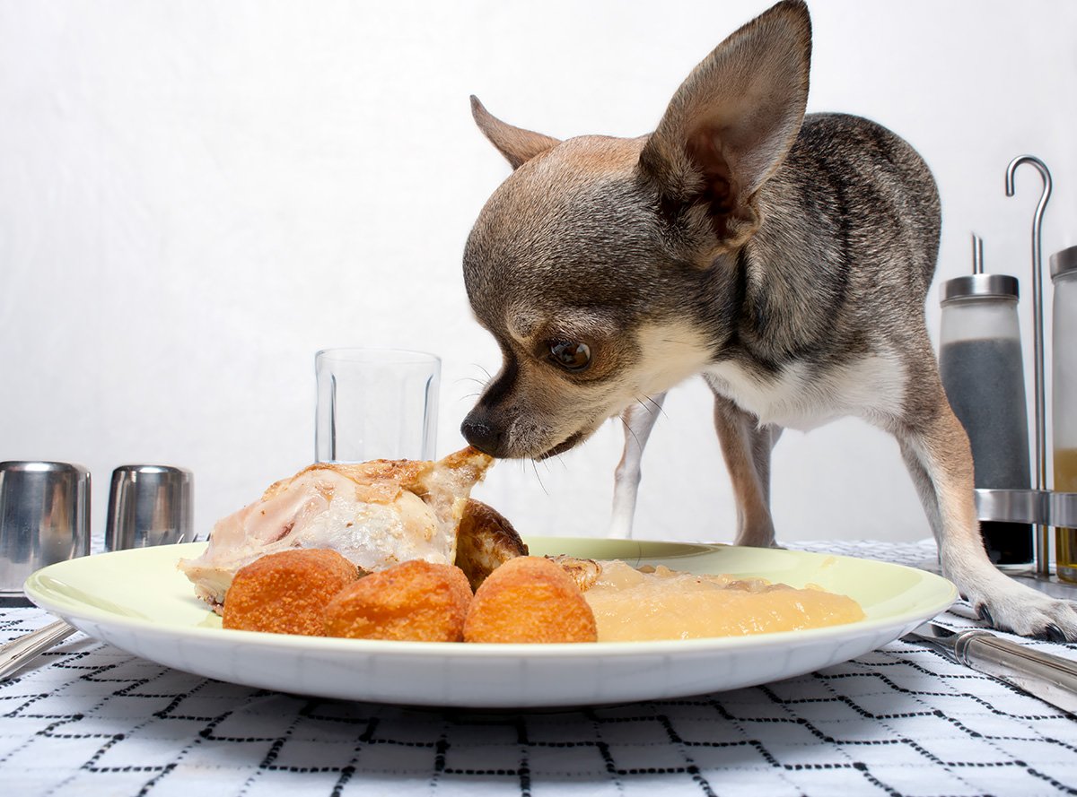 cane mangia scarti alimentari