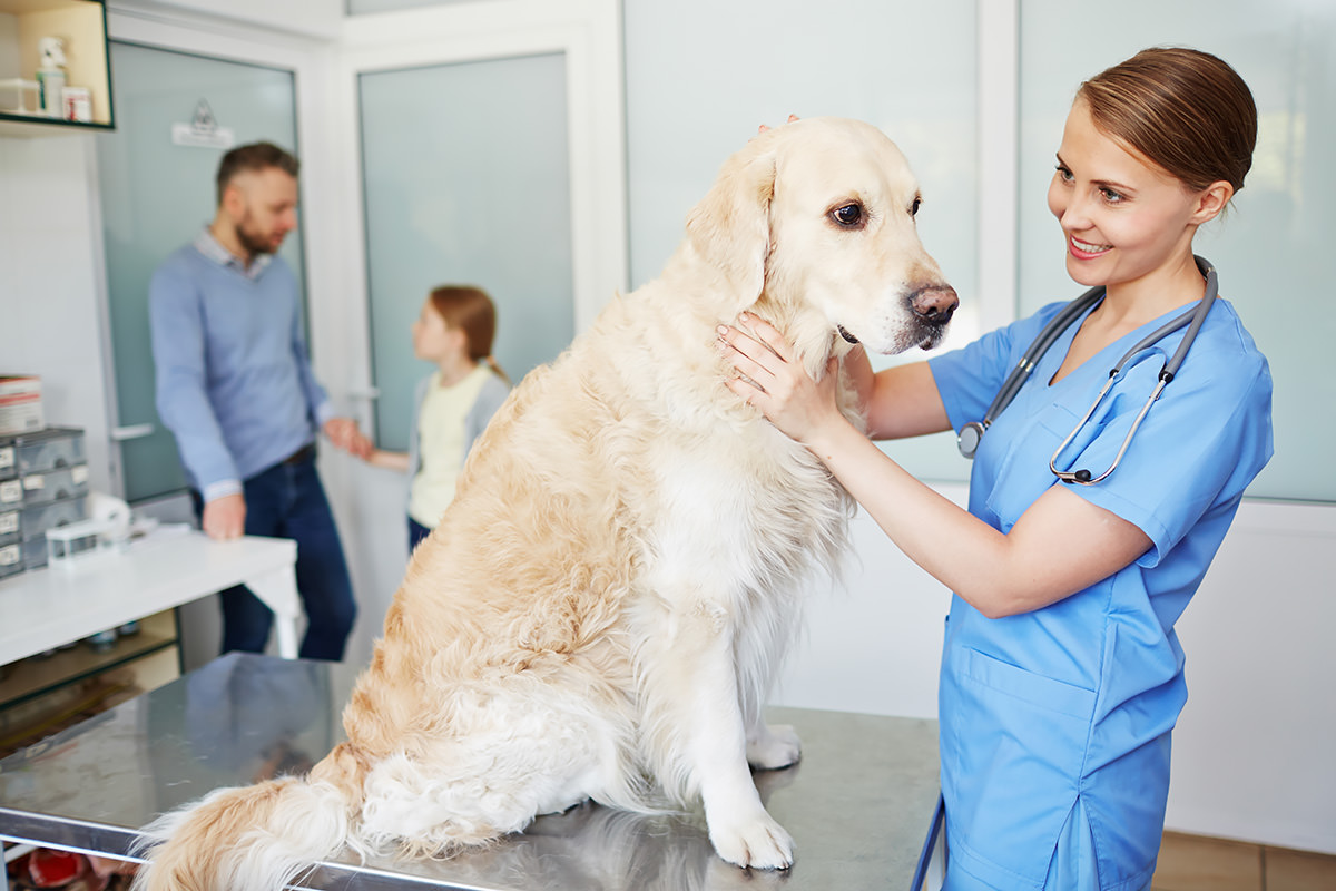 cane sociale dal veterinario