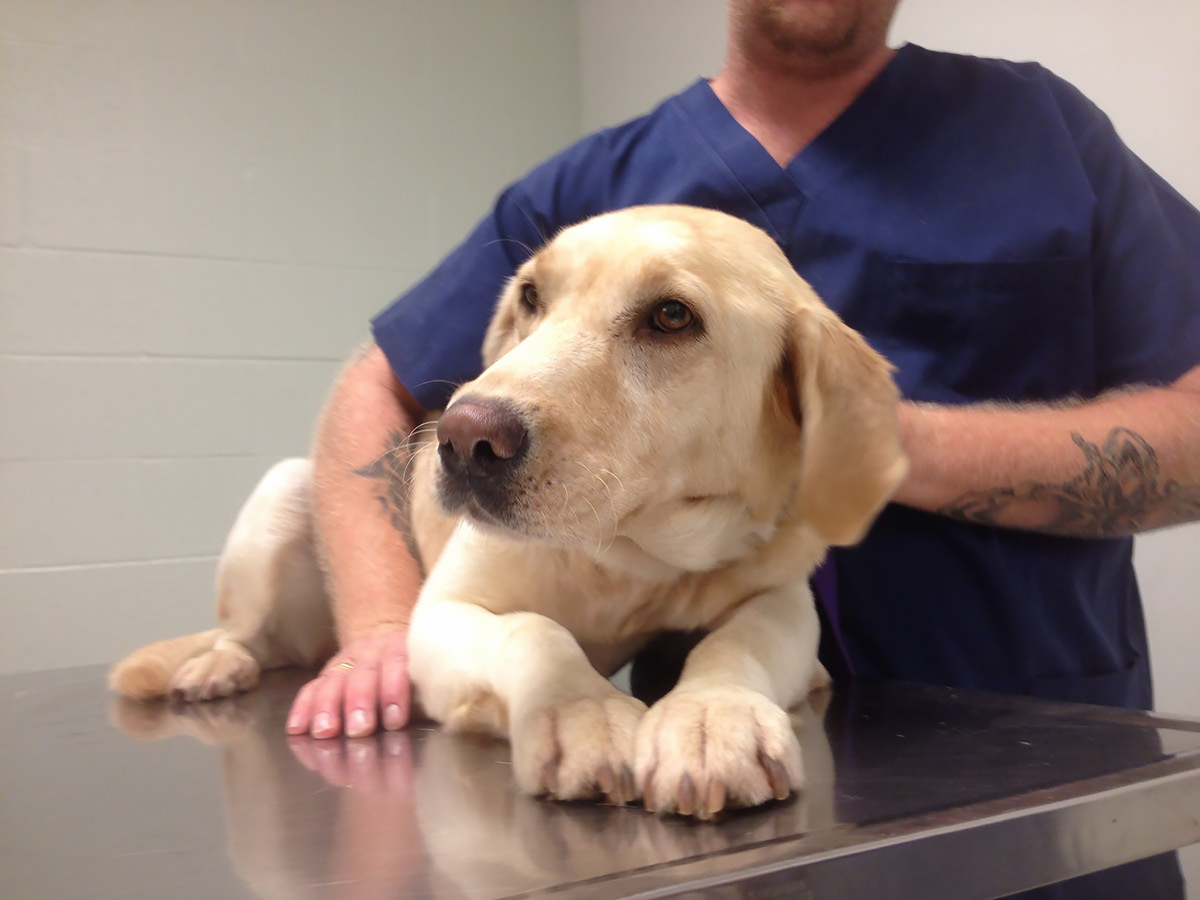 Cane sottopeso dal veterinario