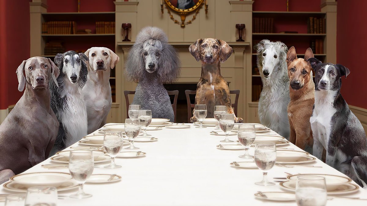 Cani a tavola: valutare la qualità degli ingredienti