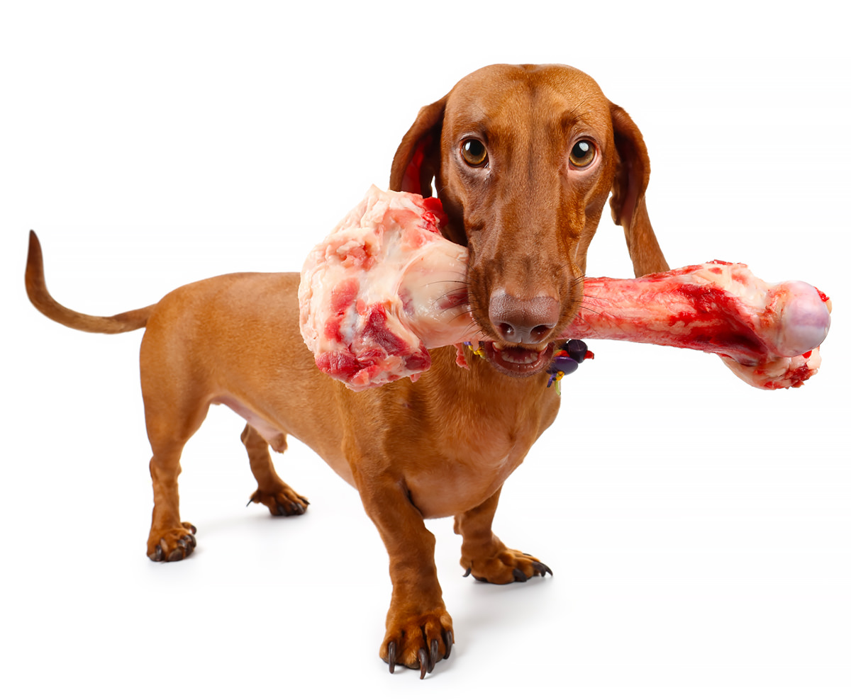 Cane mangia un osso