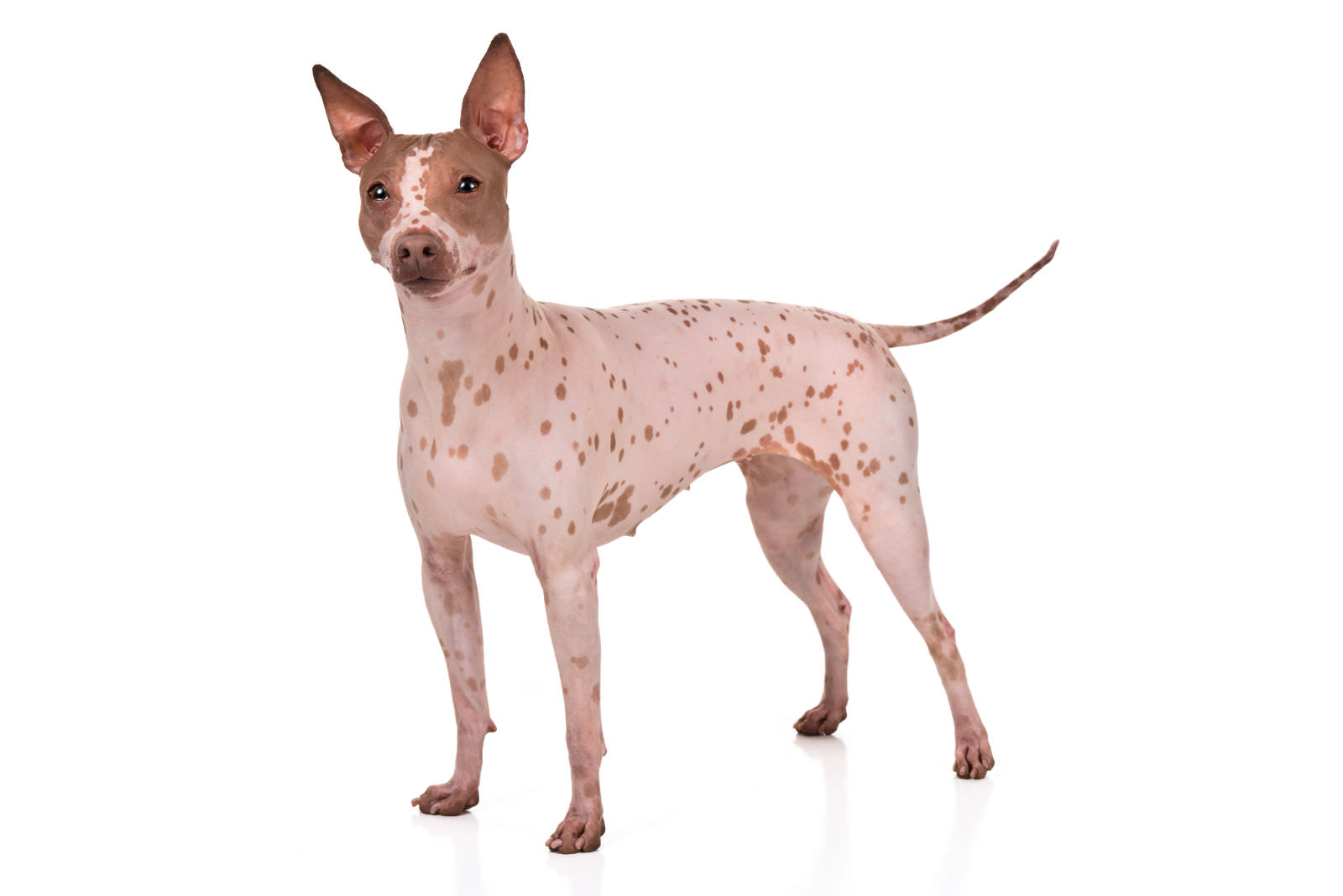 American Hairless Terrier