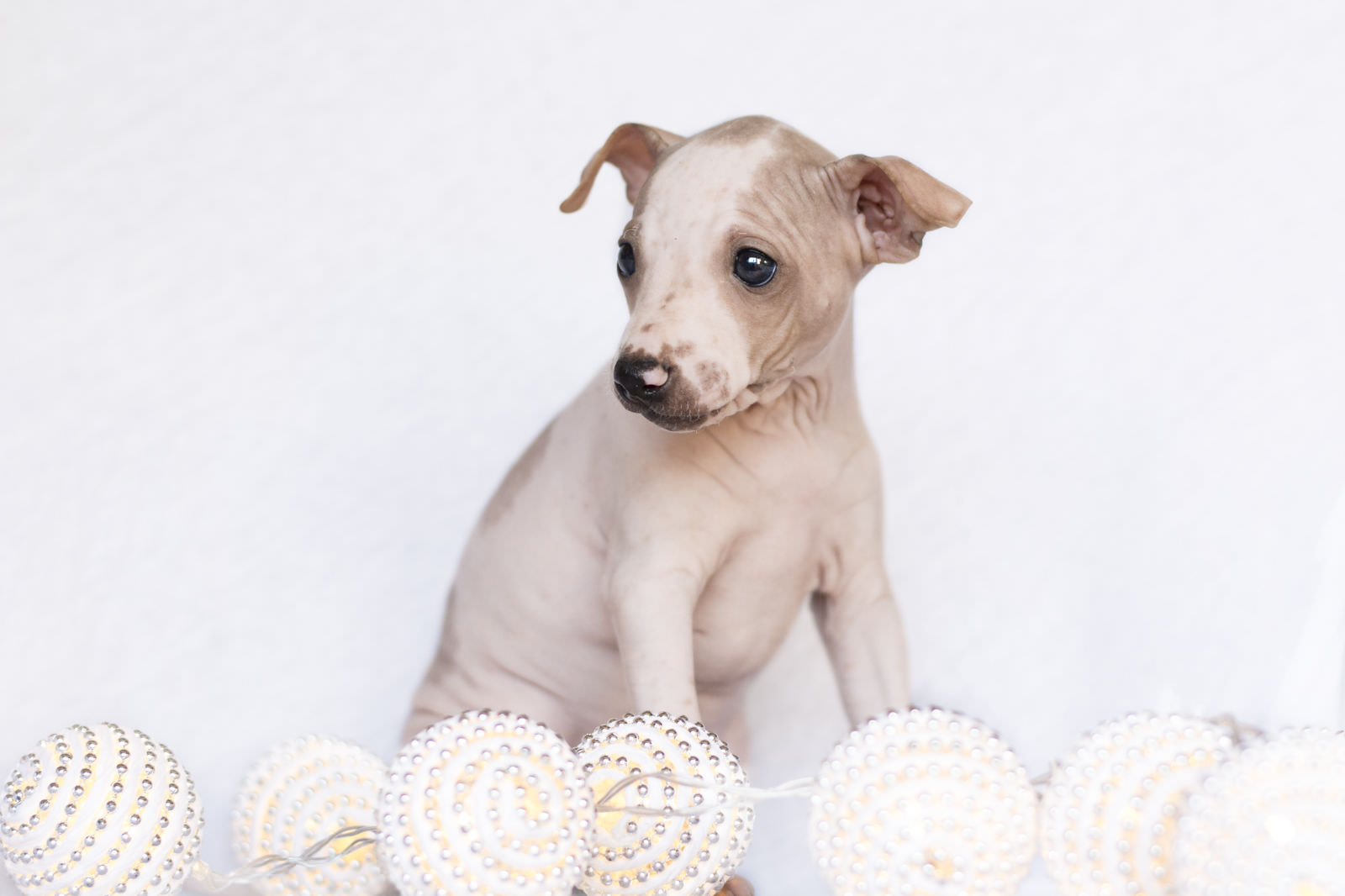 American Hairless Terrier