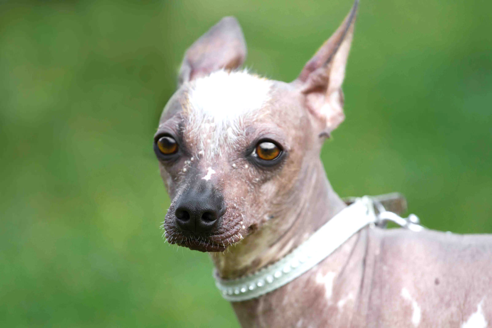 Cane nudo peruviano