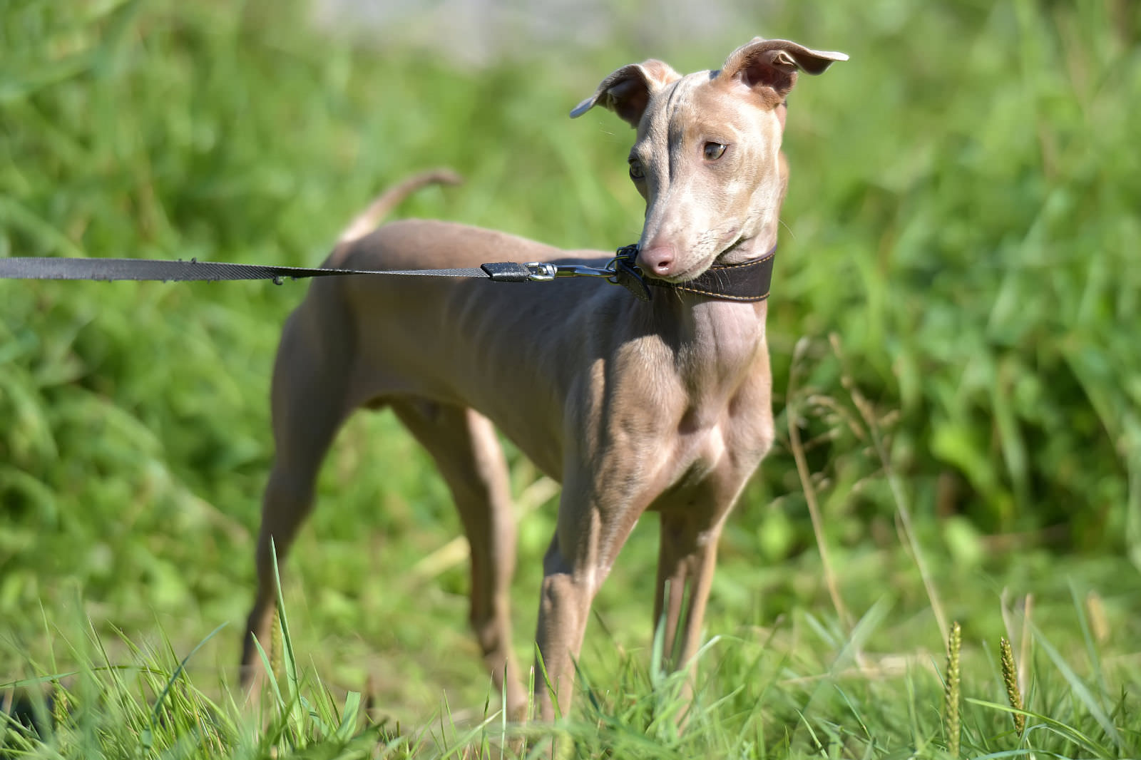 Cane nudo peruviano