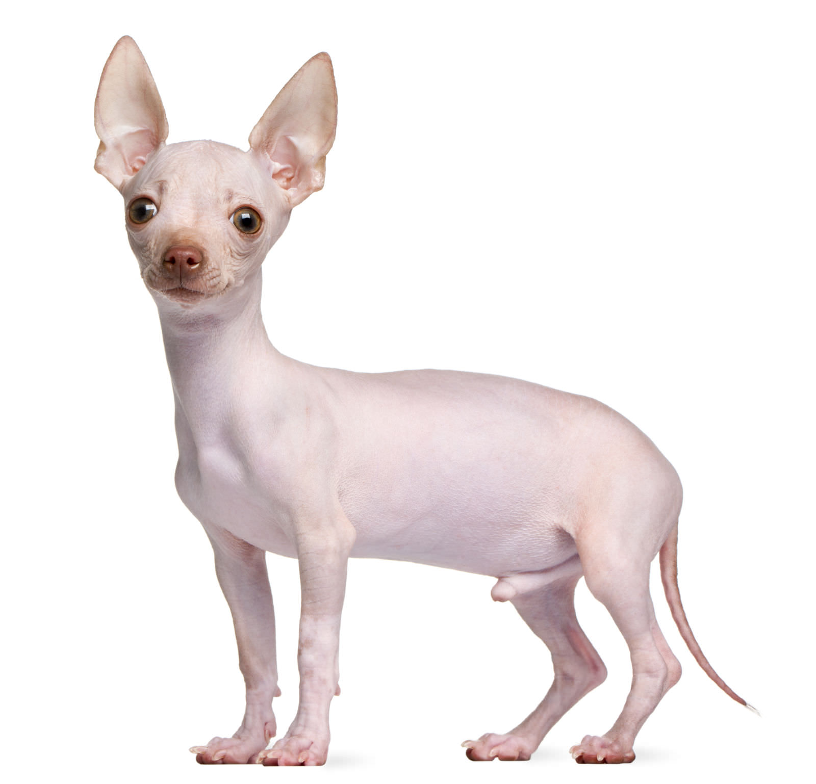 hihuahua senza pelo