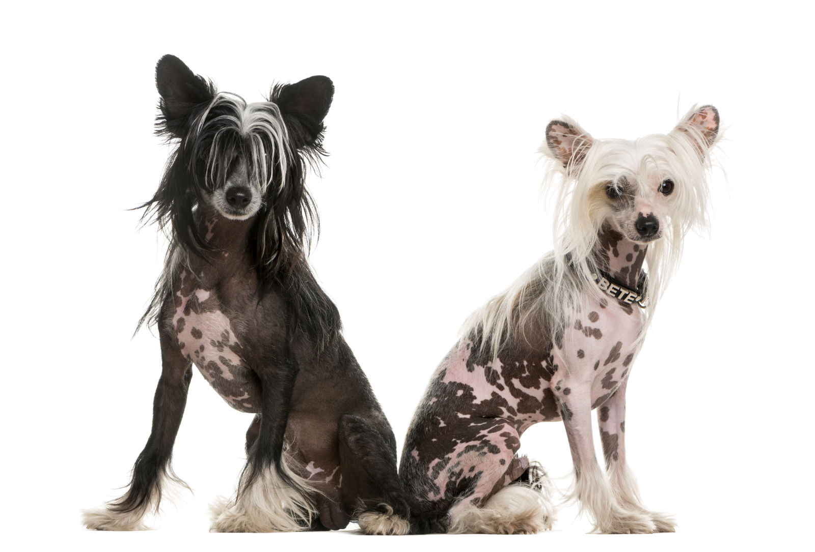 Chinese crested dog